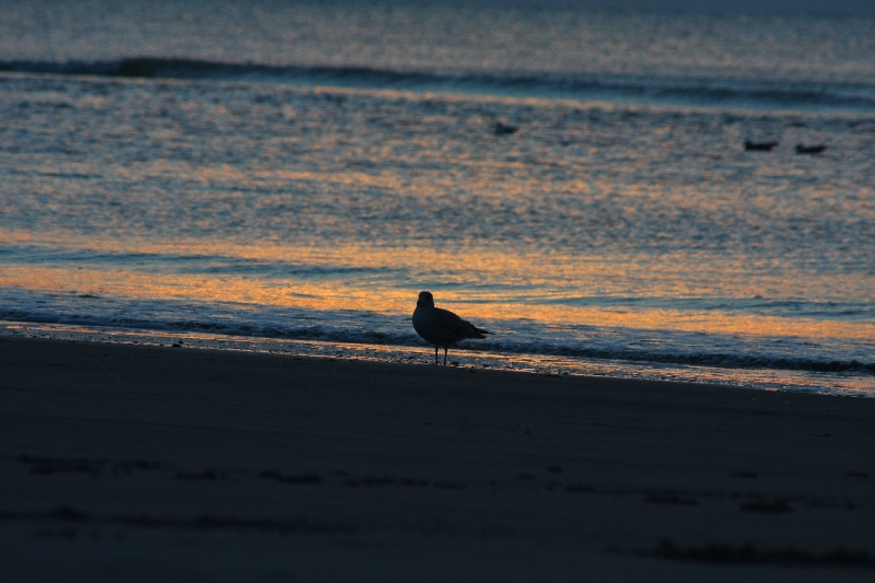 Bord de mer couché de soleil avec mouette.JPG